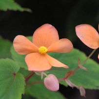 Botanická zahrada