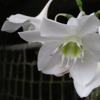 Botanická zahrada