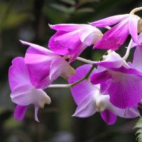 Botanická zahrada