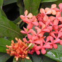 Botanická zahrada