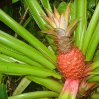 Botanická zahrada