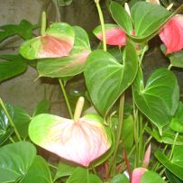 Botanická zahrada