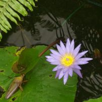 Botanická zahrada