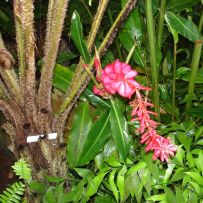 Botanická zahrada