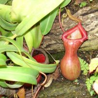 Botanická zahrada