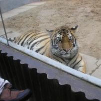 Výlet 3.OA do ZOO