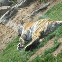 Výlet 3.OA do ZOO