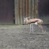 Výlet 3.OA do ZOO