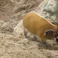 Výlet 3.OA do ZOO