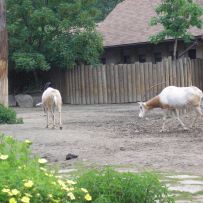 Výlet 3.OA do ZOO