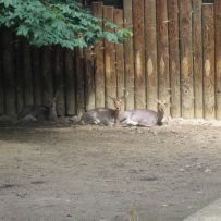 Výlet 3.OA do ZOO