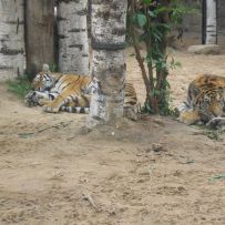 Výlet 3.OA do ZOO