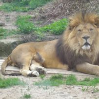 Výlet 3.OA do ZOO