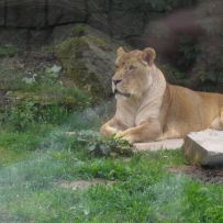 Výlet 3.OA do ZOO