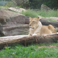 Výlet 3.OA do ZOO