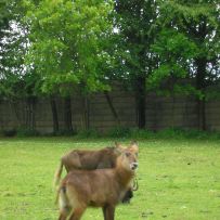 Výlet 3.OA do ZOO