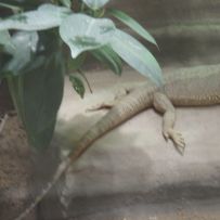 ZOO