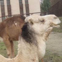 ZOO