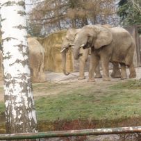 ZOO