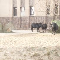 ZOO