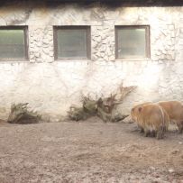 ZOO