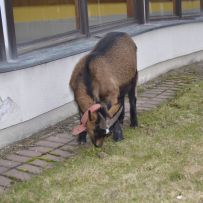 Velikonoční dělánky