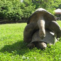 Výlet do ZOO