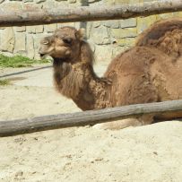Výlet do ZOO
