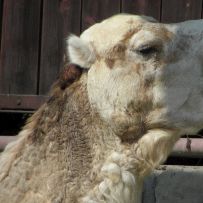 Výlet do ZOO