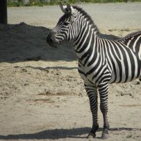 Výlet do ZOO