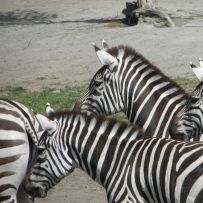 Výlet do ZOO