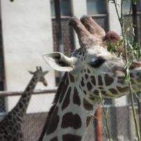 Výlet do ZOO