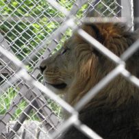 Výlet do ZOO