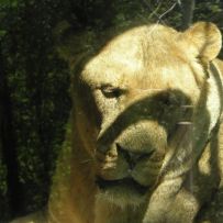 Výlet do ZOO