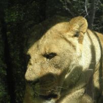 Výlet do ZOO
