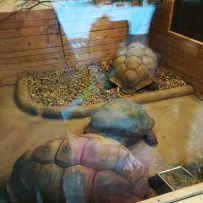 Exkurze 1.PŠ do ZOO