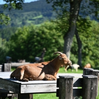 Adaptační týden - Farmapark